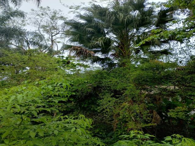 Terreno para Venda em Paraty - 2